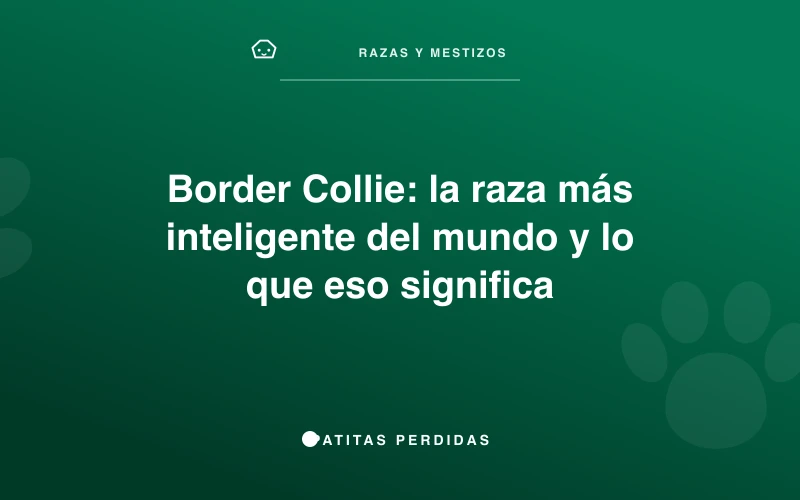Border Collie mirando intensamente