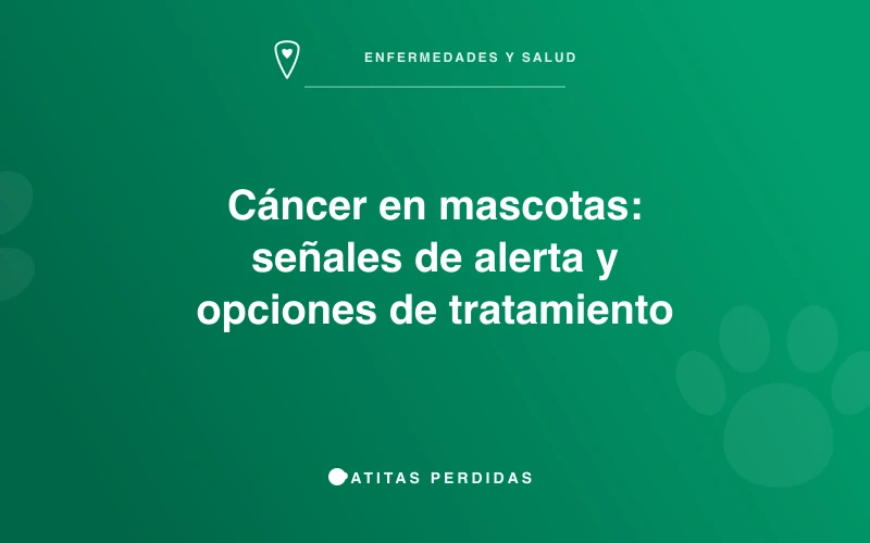 Veterinario revisando a un perro mayor