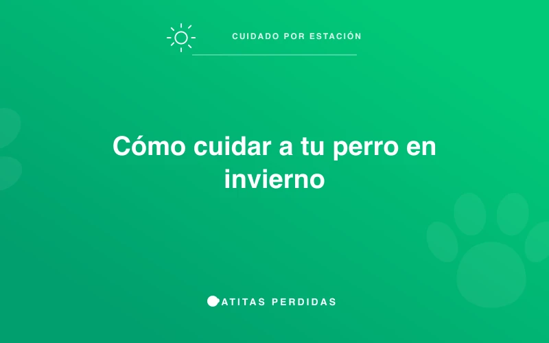 Perro abrigado en invierno