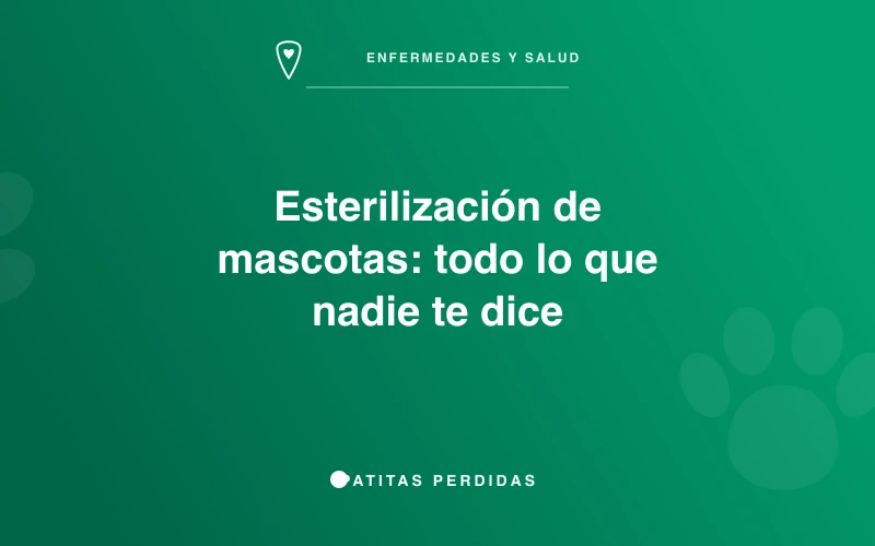 Perrita recuperándose tras esterilización