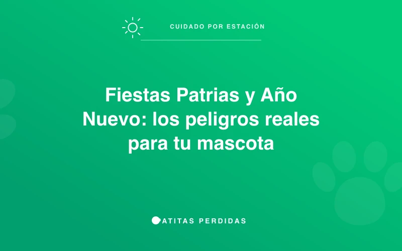 Perro asustado durante los fuegos artificiales