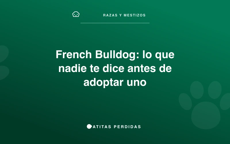 Bulldog Francés con expresión característica