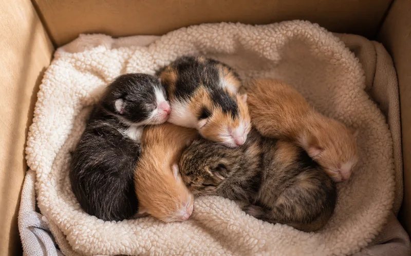 Gatitos recién nacidos en una caja con manta en Chile