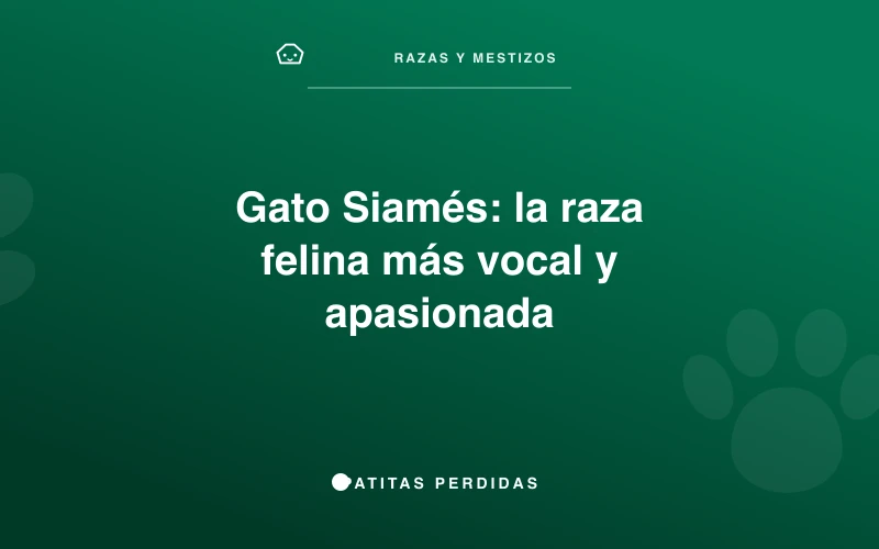 Gato Siamés con ojos azules mirando fijamente
