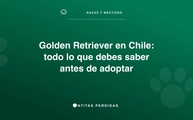 Golden Retriever feliz en un parque