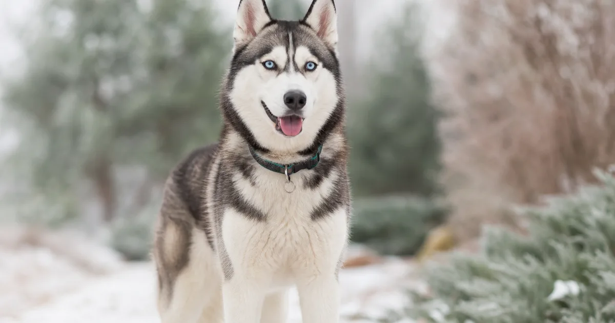 Husky Siberiano con ojos azules mirando a la cámara