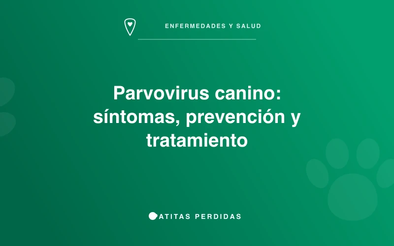 Cachorro en el veterinario
