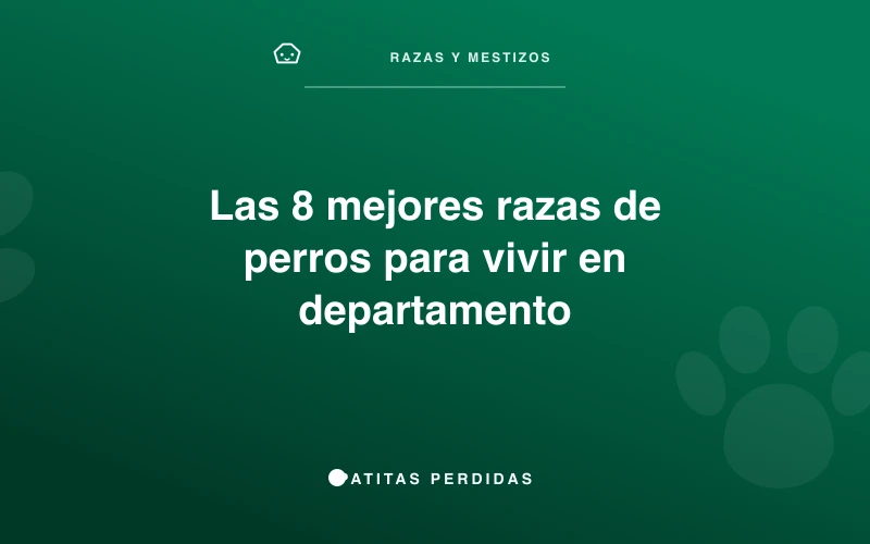 Perro pequeño en un departamento moderno