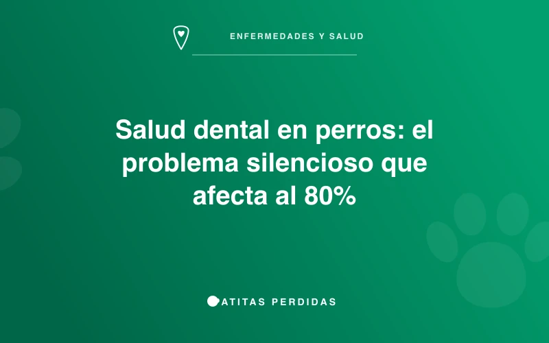 Dientes de un perro siendo revisados