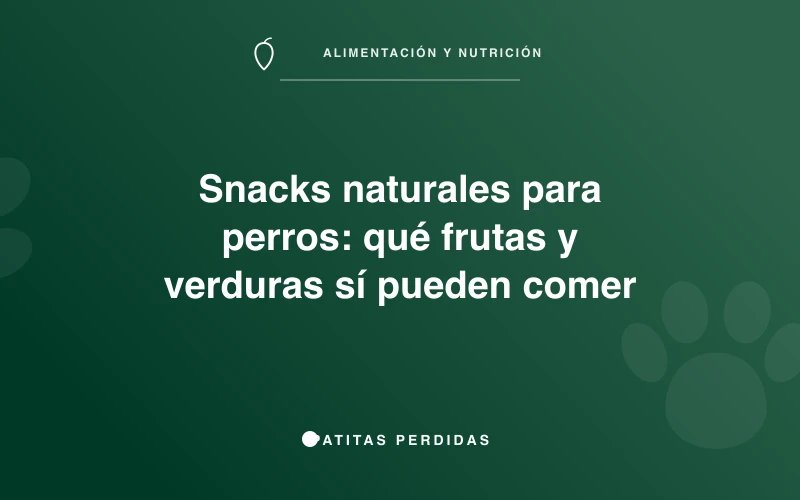 Perro feliz comiendo una zanahoria