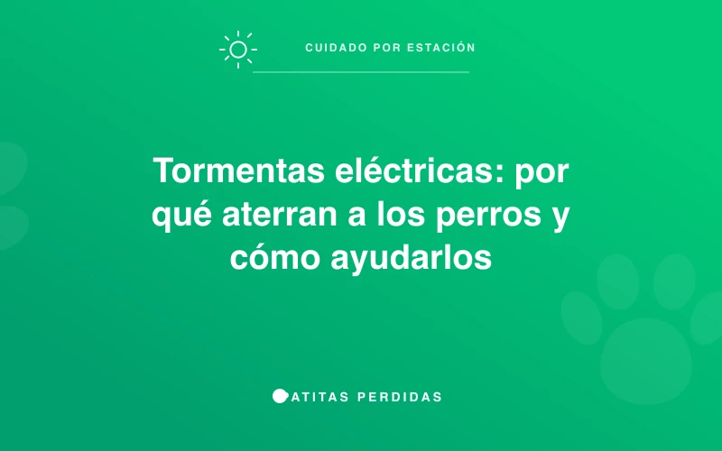 Perro escondiéndose durante una tormenta
