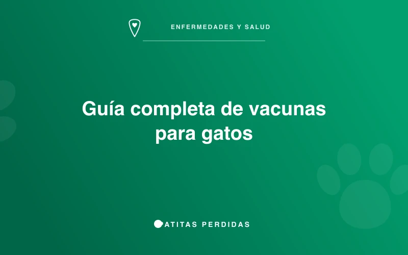 Gato en consulta veterinaria
